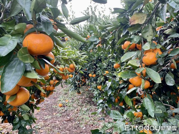 ▲▼濟州島有林橘園,採橘子。（圖／記者周姈姈攝）