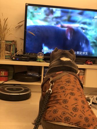 狗狗看電視。（圖／有點毛毛的／網友Mertiff Huang投稿）