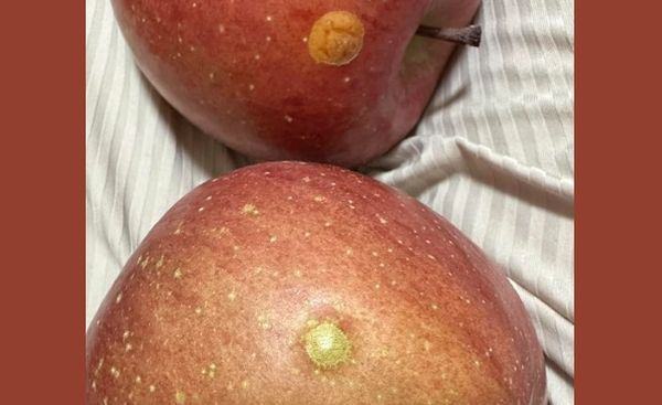 ▲▼ 。(圖/翻攝自Facebook/)