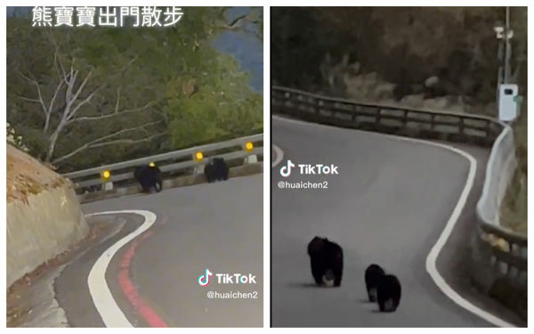 ▲▼有網友在南橫公路，拍到3隻台灣黑熊散步。（圖／翻攝自TikTok／huaichen2）