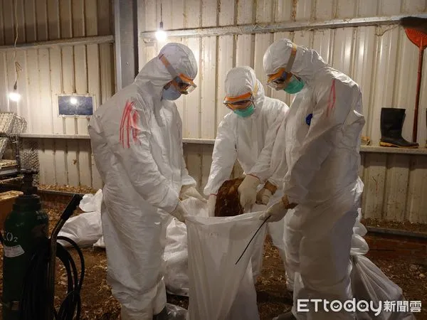 ▲台南市六甲區一蛋雞場主動通報確診為H5N1亞型高病原性禽流感,動保處完成撲殺22001隻蛋雞,全數運往焚化爐銷燬,並進行全場消毒,以阻絕疫病傳播。(圖/記者林悅翻攝,下同)