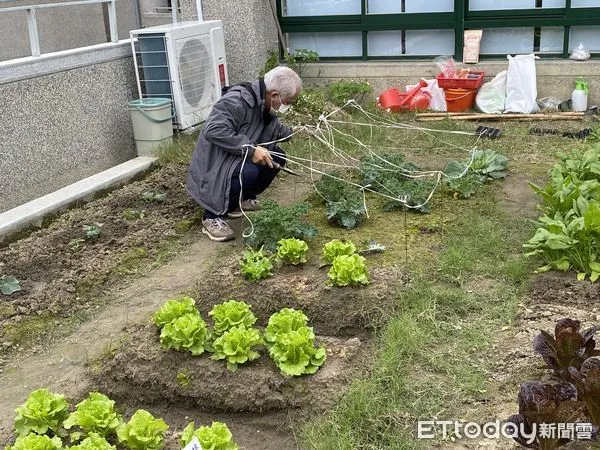 ▲▼ 碧華國中的屋頂不斷冒出蔬果,全源於退休理化教師梁博明的細心照料。(圖/碧華國中提供)