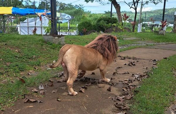 ▲▼狗狗Bearus喬裝的獅子成功嚇到許多路人。（圖／翻攝自Facebook／Jorell Turano）