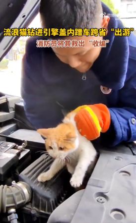  貓咪躲引擎蓋狂叫。（圖／翻攝自微博@中國消防）
