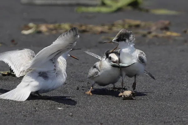 ▲▼羅東林管處日前邀集相關單位召開平台會議,為保護小燕鷗的棲地盡一份心力。(圖/宜蘭縣農業生態發展協會提供,下同)