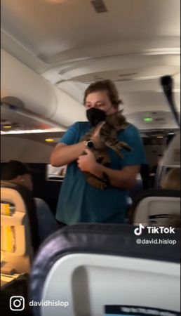 飛機上有貓咪。（圖／翻攝自Tiktok@David Hislop）