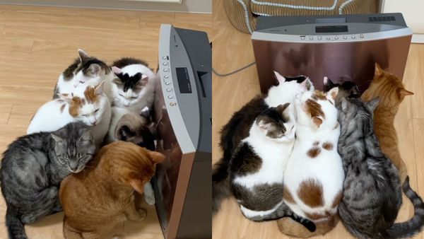 ▲▼6貓擠在電暖爐前取暖。（圖／翻攝自Instagram／kibimomo）