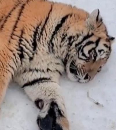 胖虎躺在雪地上無精打采。（翻攝微博@阿南Talk）