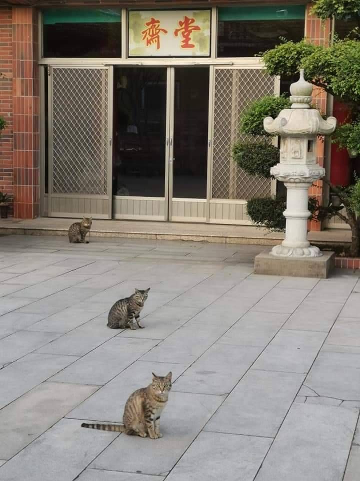 ▲▼金門太武山出現5隻靈貓。（圖／記者林名揚翻攝）
