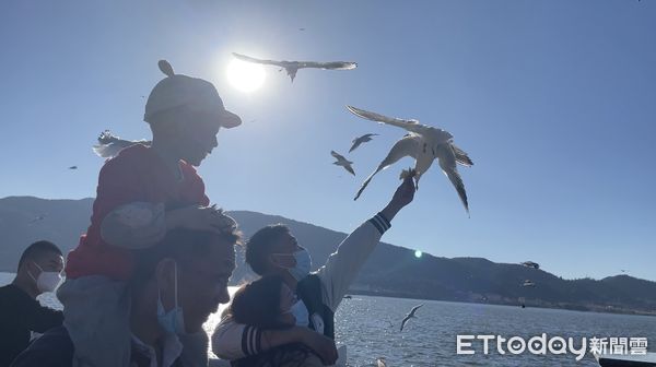 ▲▼ 雲南海埂大壩、海鷗            。（圖／記者任以芳攝）