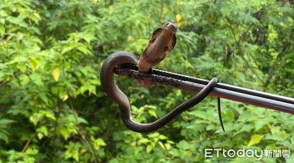 ▲台南捕蜂捉蛇單一廠商專責處理,全年無休為民服務更便利。(圖/記者林悅翻攝,下同)