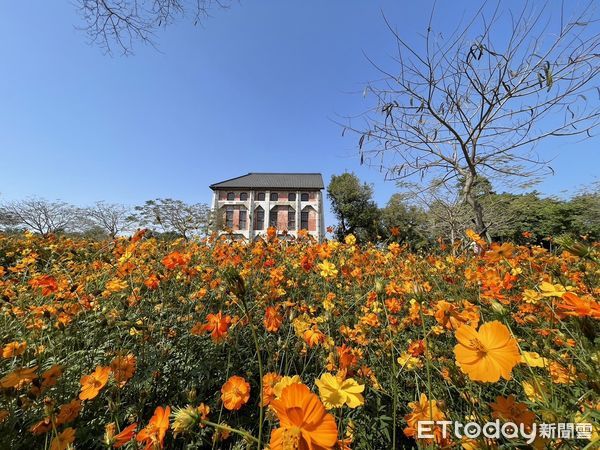 ▲台南山上花園水道博物館，除搭配古蹟規劃大片花海以外，還利用林木蒼鬱的密林區，舉辦結合環境教育的攀樹體驗。（圖／記者林悅翻攝，下同）