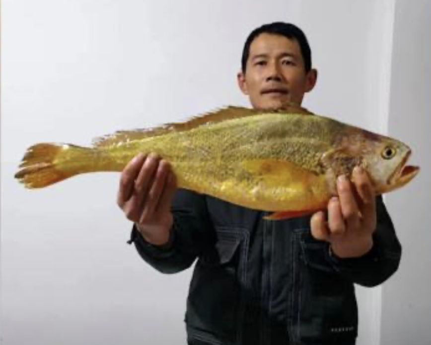 ▲▼浙江寧波漁民捕獲2.4公斤大黃魚售出2.66萬元人民幣。（圖／翻攝自中新網）