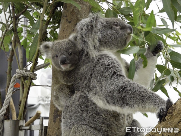 ▲▼無尾熊館新成員現身！「男生宿舍」即將滿住！。（圖／台北市立動物園提供）