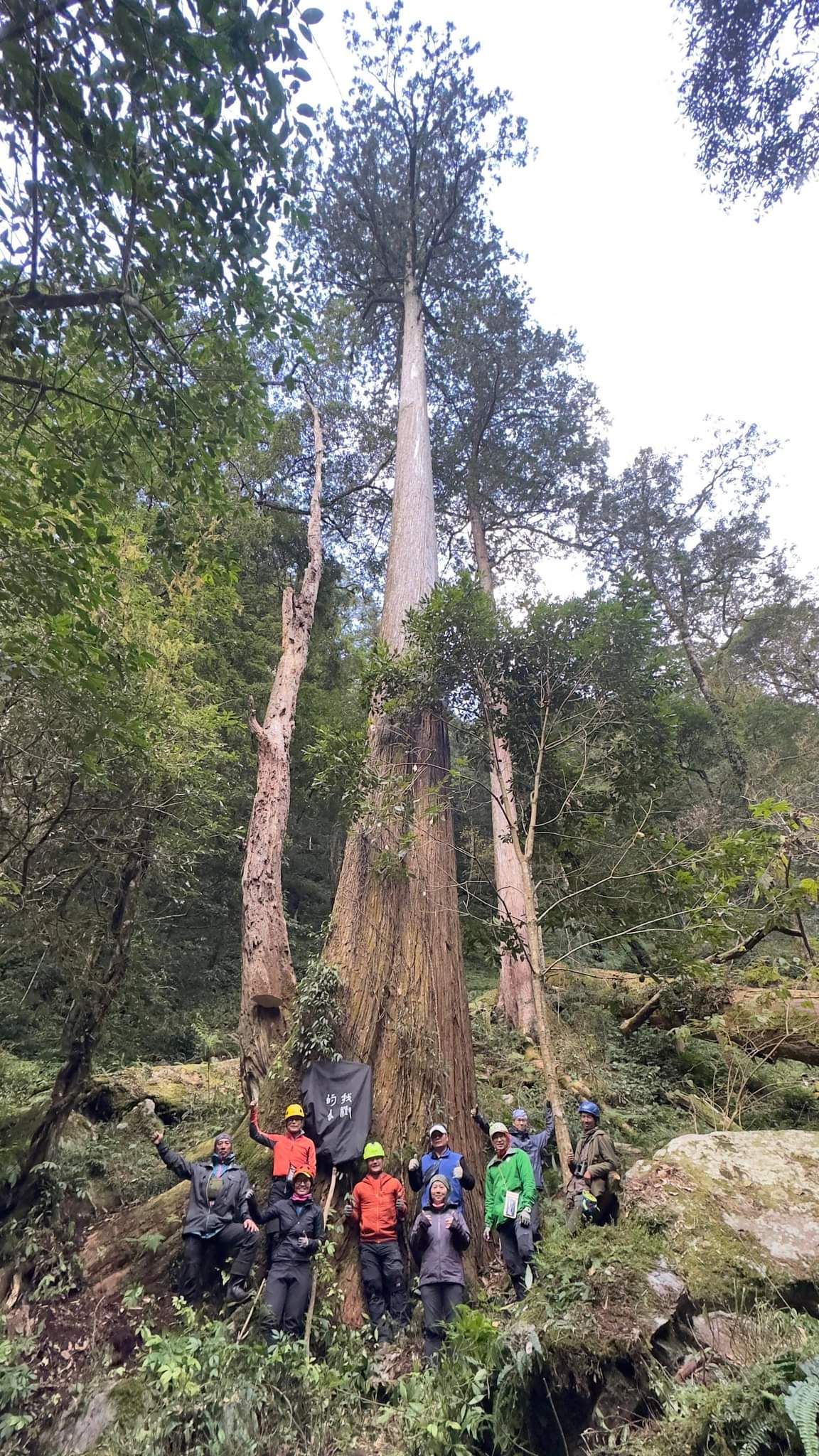 ▲▼農委會林業試驗所團隊發現台灣、也是東亞第1高樹「大安溪倚天劍」。（圖／徐嘉君提供）