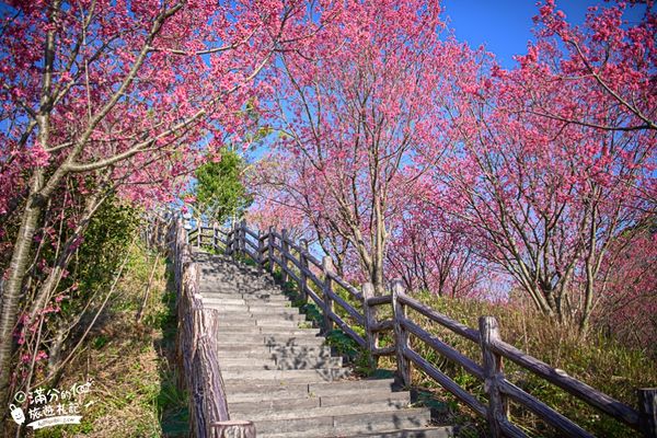 ▲▼ 協雲宮櫻花季（圖／滿分的旅遊札記提供）