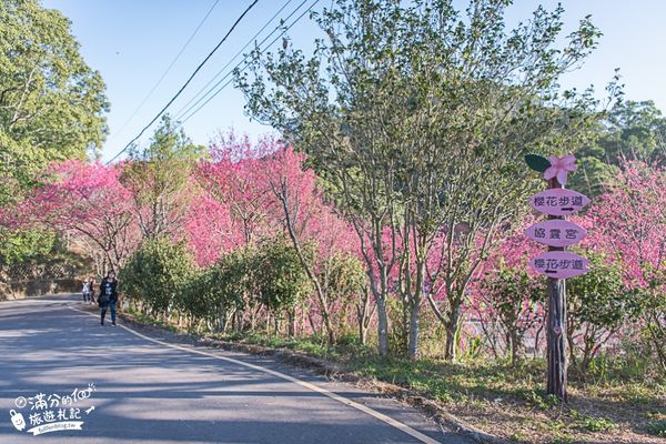 ▲▼ 協雲宮櫻花季（圖／滿分的旅遊札記提供）