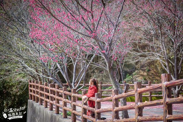 ▲▼ 協雲宮櫻花季（圖／滿分的旅遊札記提供）