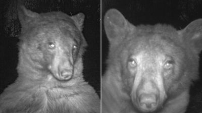 熊也愛自拍！　動物攝影機拍下580張照片「有400張都是牠的自拍照」