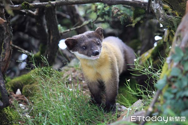 ▲黃喉貂。（圖／玉山國家公園管理處提供、陳芳宜攝）