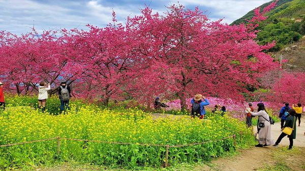 ▲▼ 阿本農場櫻花園（圖／飛天璇的口袋提供）