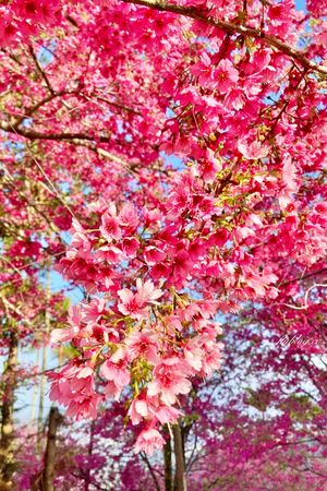 ▲▼ 阿本農場櫻花園（圖／飛天璇的口袋提供）