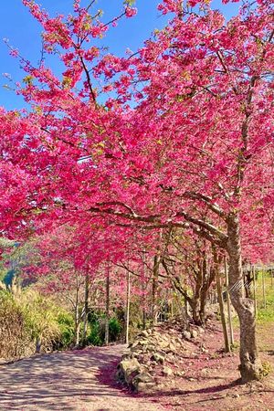 ▲▼ 阿本農場櫻花園（圖／飛天璇的口袋提供）