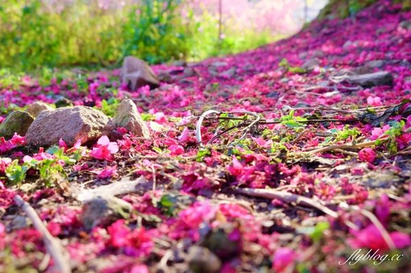 ▲▼ 阿本農場櫻花園（圖／飛天璇的口袋提供）