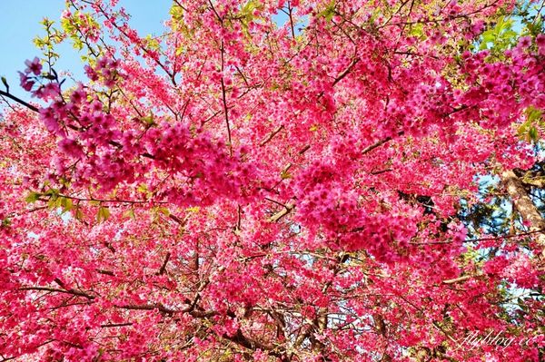 ▲▼ 阿本農場櫻花園（圖／飛天璇的口袋提供）