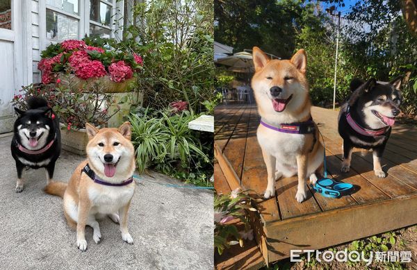 ▲半夜1點多...柴犬吵著去公園「找朋友玩」　爸冷哭：在堅持什麼？。（圖／飼主Joey提供）