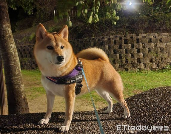 ▲半夜1點多...柴犬吵著去公園「找朋友玩」　爸冷哭：在堅持什麼？。（圖／飼主Joey提供）