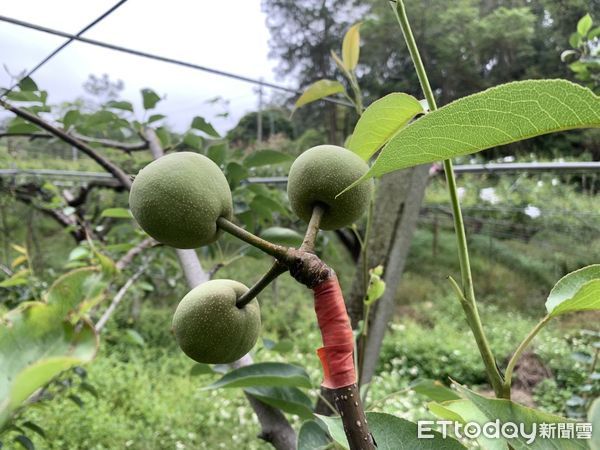 ▲台中農改場研發微生物製劑，讓高接梨耐寒還能長得大又甜。（圖／農委會提供）