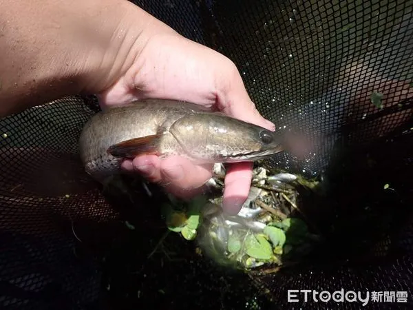 ▲泰國鱧因其肉食且生性兇猛,造成台灣原生魚種很大的危害。(圖/花蓮縣政府提供,下同)