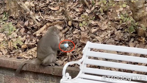 ▲壽山動物園內的猴子囂張強奪食物，讓媽媽嚇壞了             。（圖／記者吳奕靖翻攝）