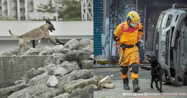 搜救犬Sato（左）及Hugo（右）6日晚間隨隊前往土耳其救災。（翻攝自Tyfd-K9桃園搜救犬隊臉書）