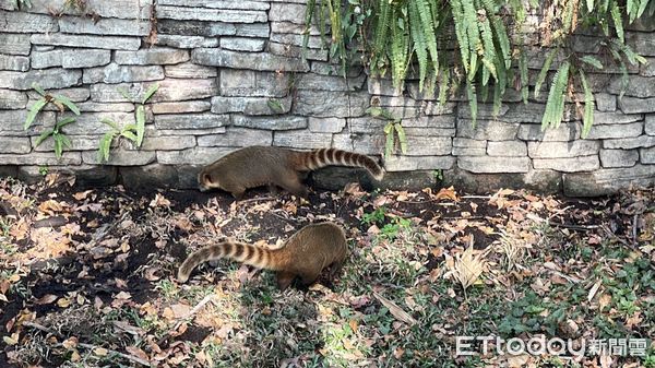 ▲高雄動物園的長鼻浣熊區域             。（圖／記者吳世龍攝）