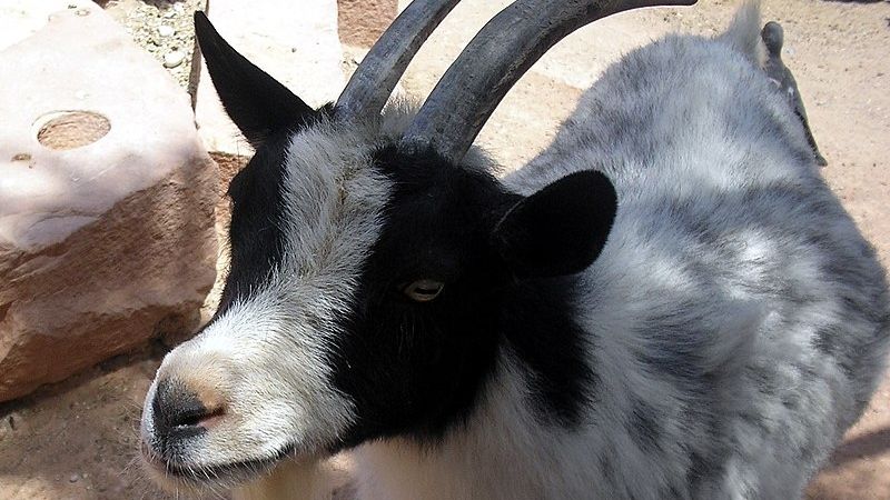 ▲▼侏儒山羊（pigmy goat）。（圖／翻攝自維基百科）