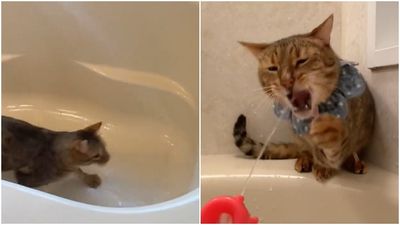 飼主洗浴缸「虎斑貓當水樂園上下跳」　愛水成癡惹網笑：稀有種