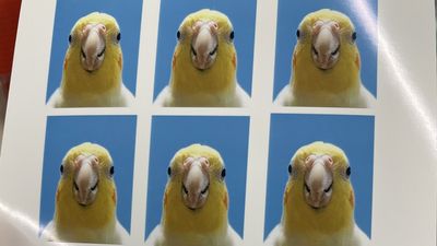 日本女飼主幫鳥寶拍出絕美證件照！　網狂讚：一定立刻錄取