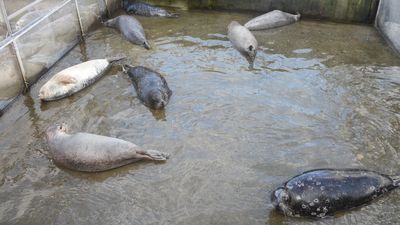 每周排水幫海豹健康檢查　小樽水族館曬出照片「海豹一臉不悅」