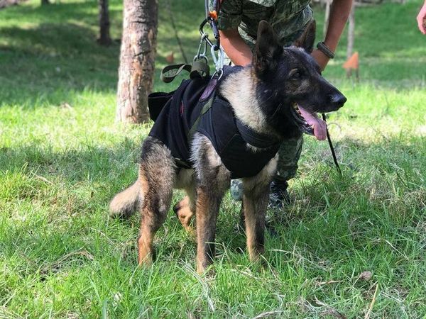 墨西哥搜救犬普羅提歐日前前往土耳其執行任務，怎料不幸過世。（翻攝自Marcelo Ebrard C. Twitter）