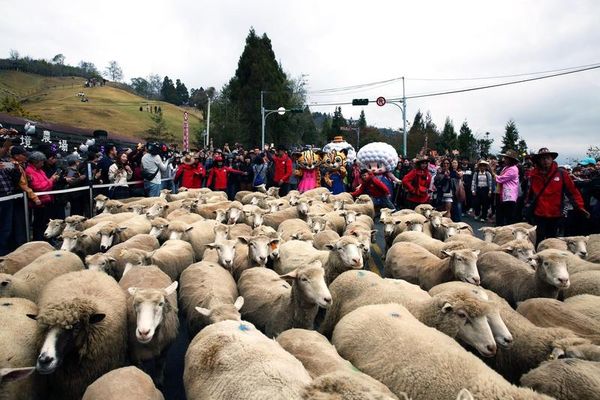 南投清境農場一名工作人員，日前因大動作壓制綿羊排除異物影片被PO在網路上，引發大票網友關注。（翻攝自清境農場臉書）