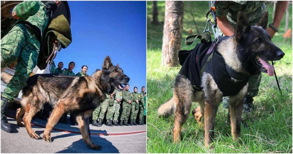 墨西哥搜救犬Proteo，在執行救災任務時不幸罹難。（圖／擷取自Twitter）