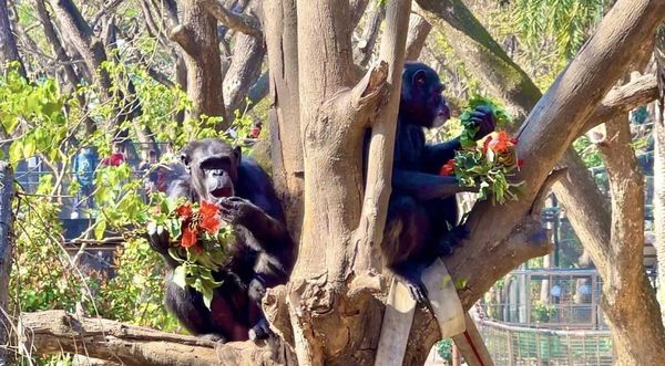 黑猩猩「美珍」和「曼華」在樹梢享用特製火焰木花束。（翻攝自壽山動物園臉書）