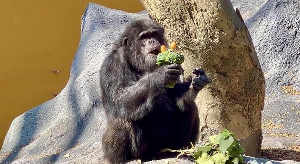 黑猩猩「莉忠」品嚐鑲上金棗的花椰菜花束。（翻攝自壽山動物園臉書）