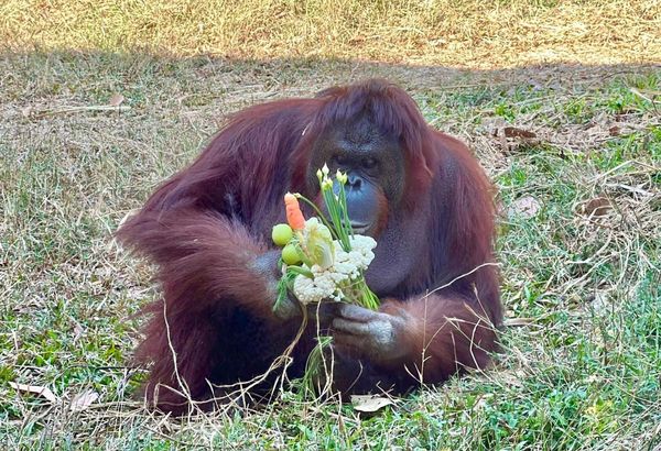 紅毛猩猩「咪咪」專注研究特製花束的吃法。（翻攝自壽山動物園臉書）