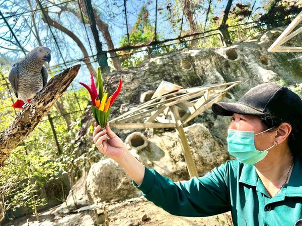 保育員遞上辣椒花束給灰鸚鵡「小灰」。（翻攝自壽山動物園臉書）