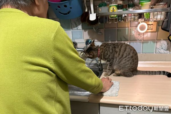 ▲屁貓叫「阿嬤開過濾水」站在洗手槽等　媽被指定見證還被念「要安靜看」超無奈。（圖／網友恩綺提供，請勿隨意翻拍，以免侵權。）
