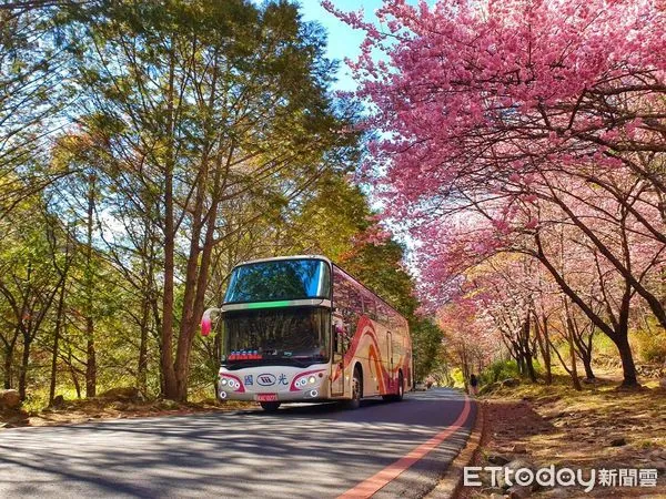 ▲▼國光客運賞櫻專車周末將開出120班次。(圖/國光客運)