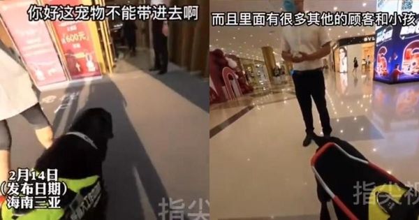 中國一名視障者帶導盲犬去商場，卻被商場以「不能帶寵物」為由禁止入內，還嗆視障者「別因為視力不好想怎樣就怎樣」。（翻攝自指尖視頻微博）